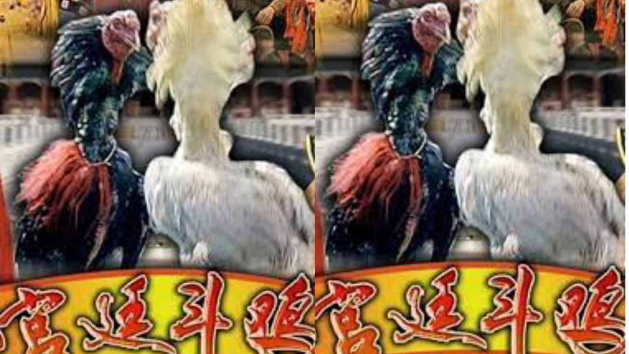 推特獵奇福利視頻2 Part 364